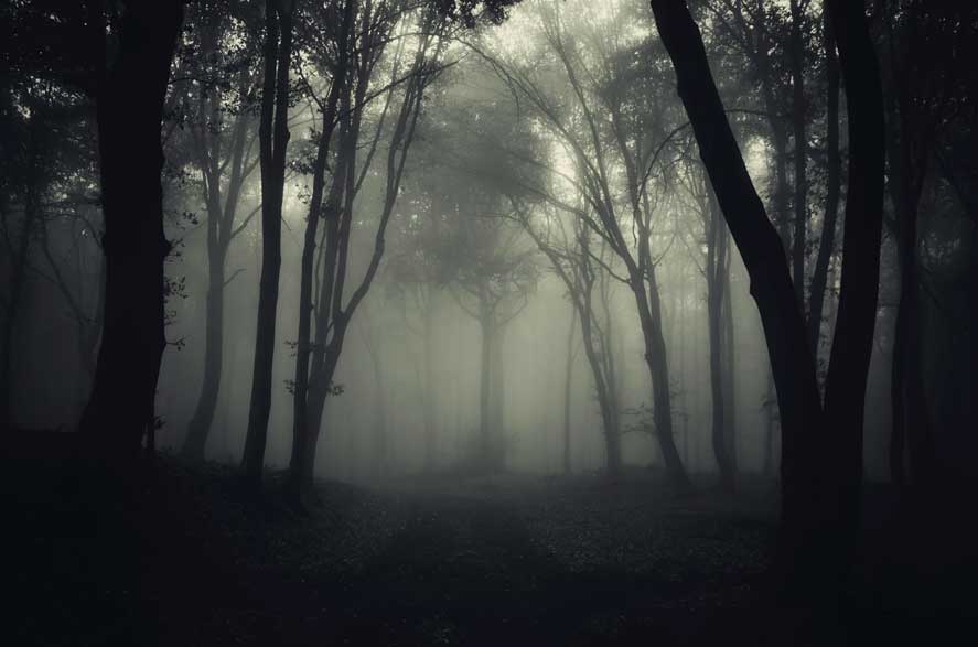 hoia baciu forest - creepy places