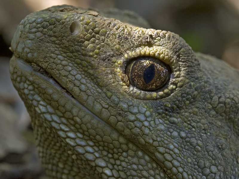 lizard people reptilian conspiracy supernatural chronicles